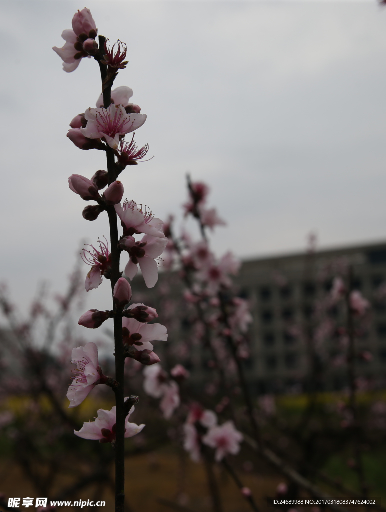 桃花