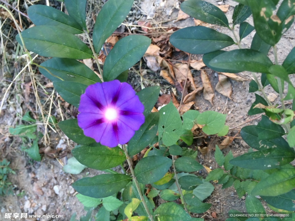 牵牛花