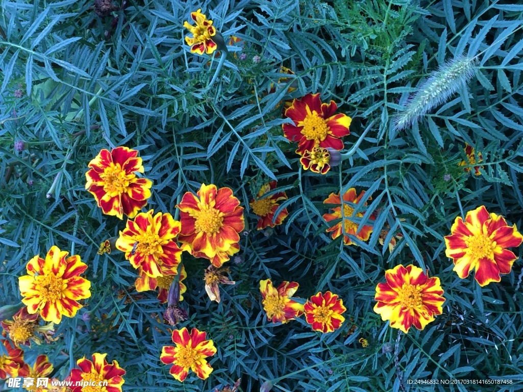 黄色小花