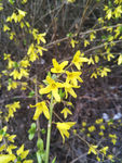 迎春花