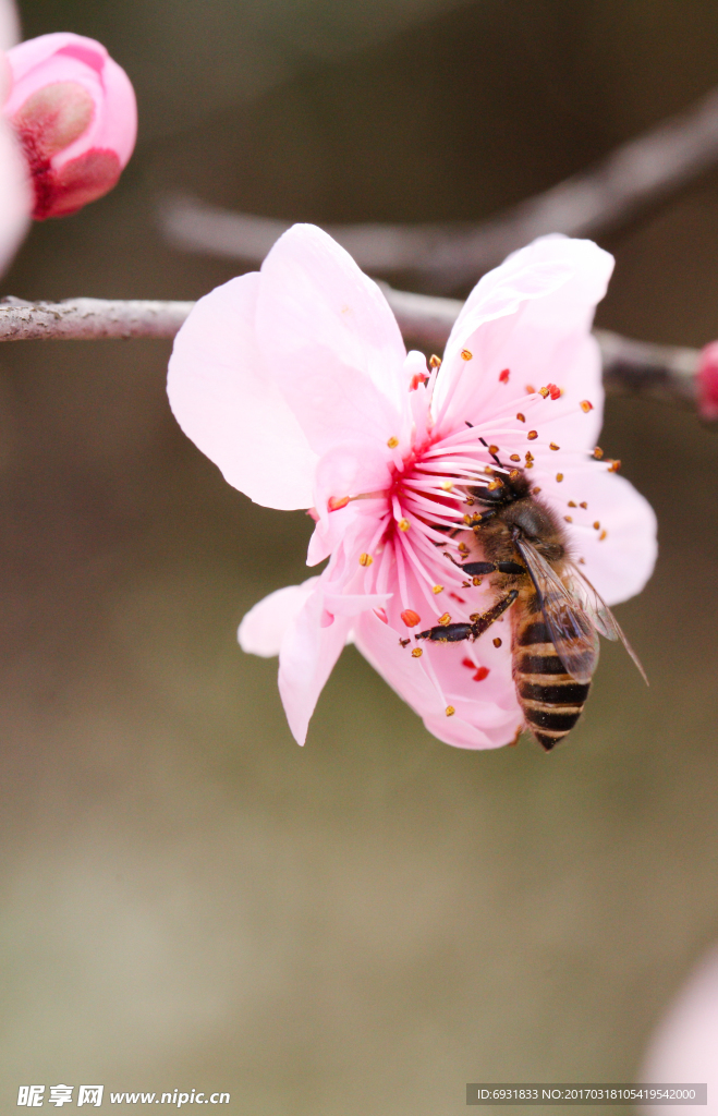 蜜蜂