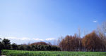 田野风光