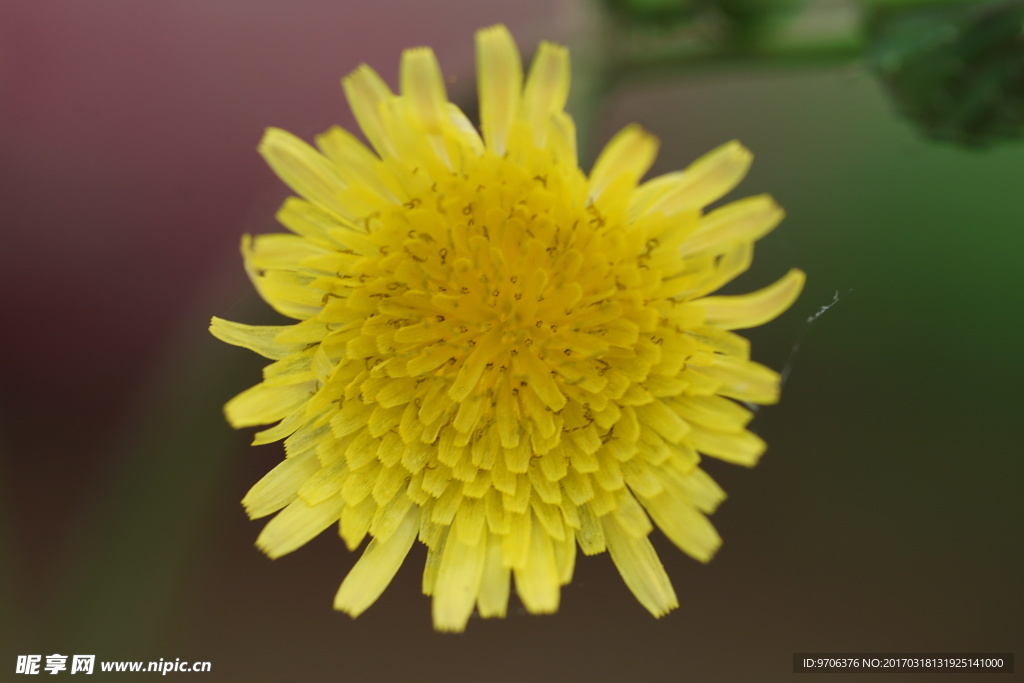 黄色野花 苦菜花