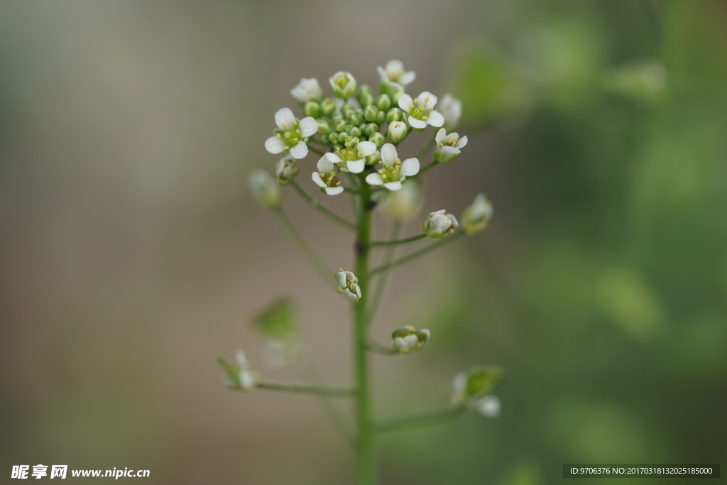 春天野花 荠菜花