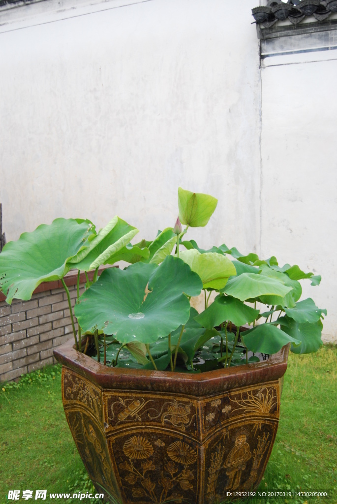 缸中荷花
