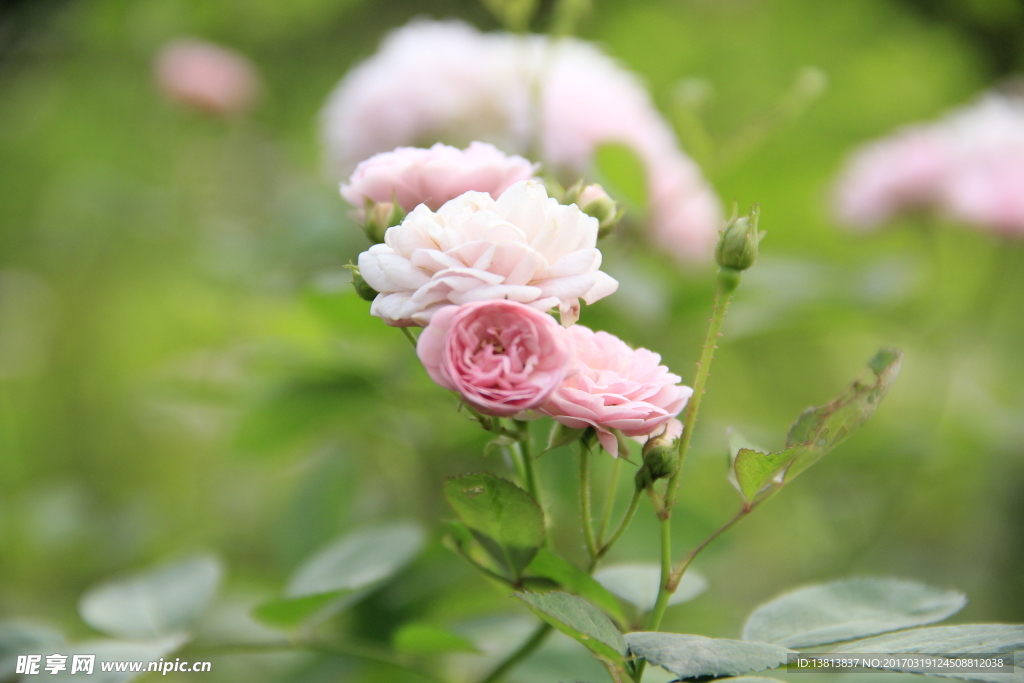 月季花