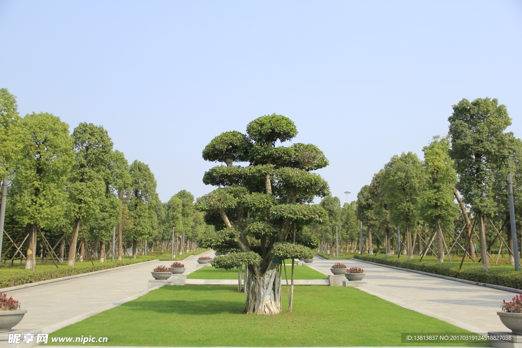 公园盆景