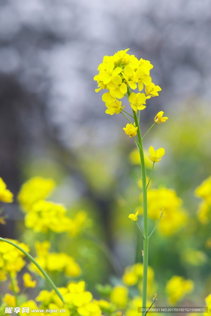 油菜花