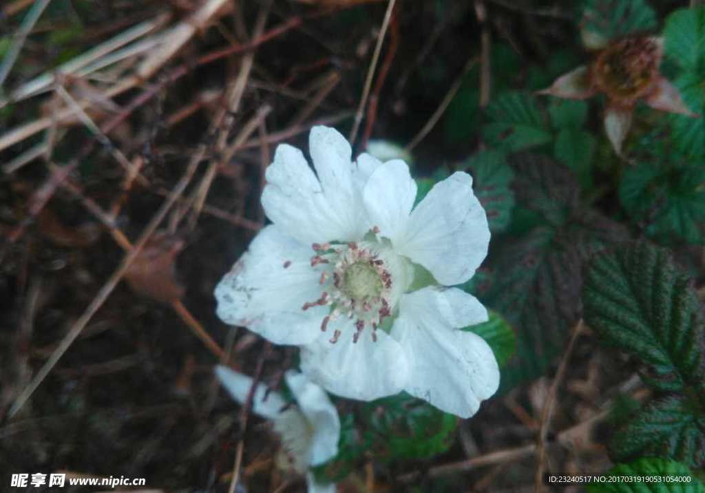 花