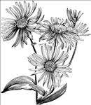 钢笔画 花草