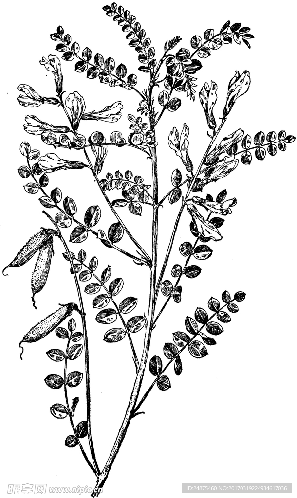 钢笔画 花草