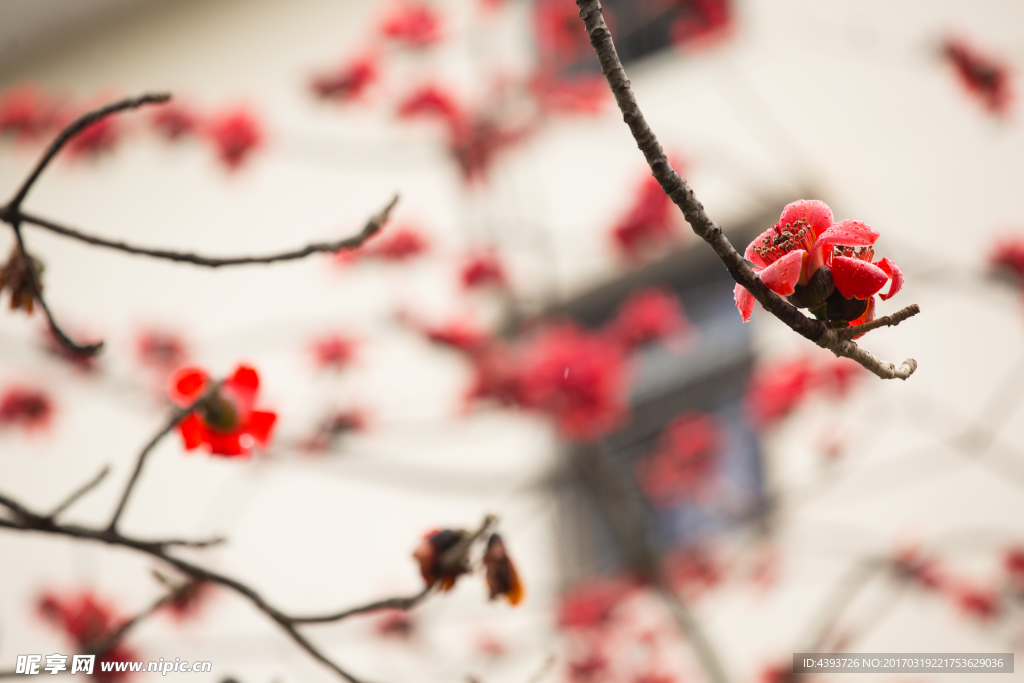 木棉花