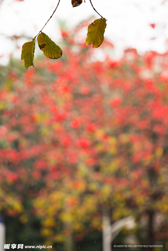 木棉花