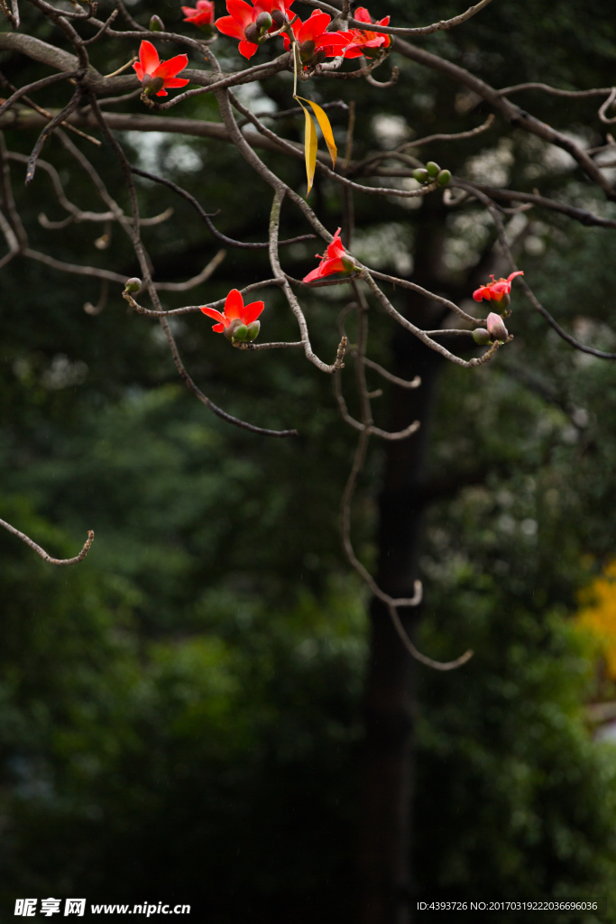 木棉花