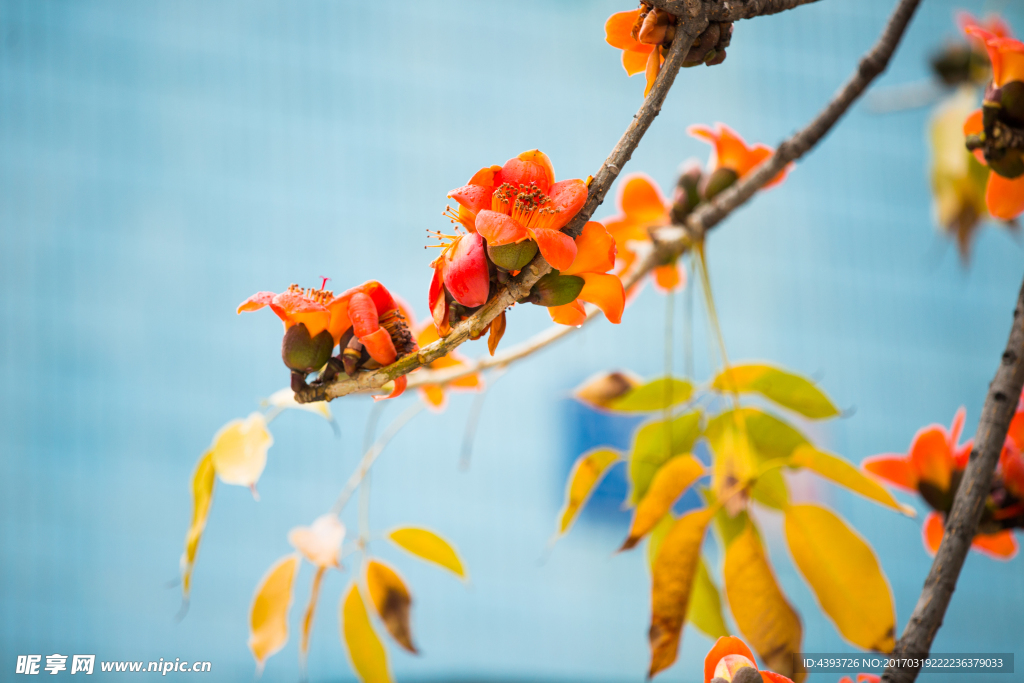 木棉花