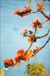 木棉花