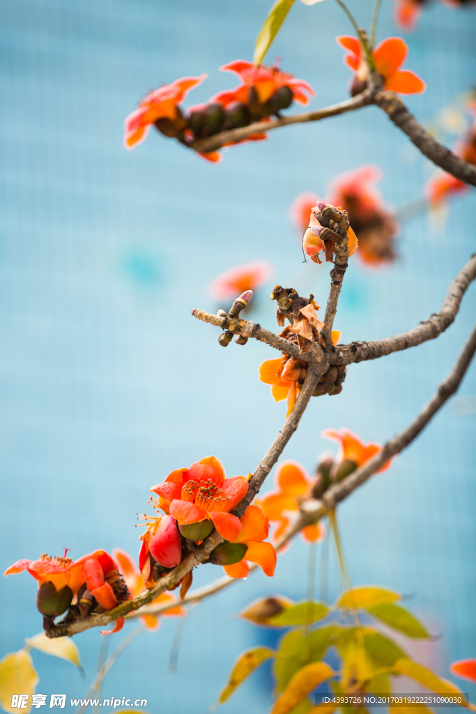 木棉花