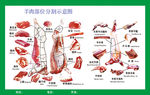 牛羊部位分割图