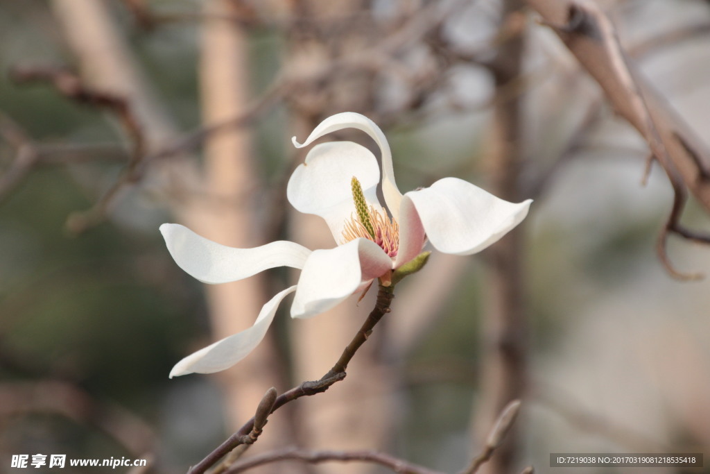 玉兰花