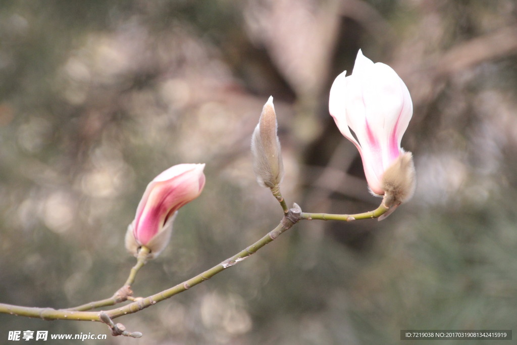 玉兰花