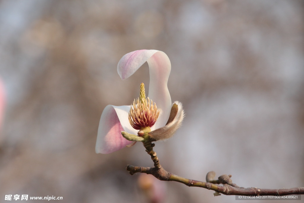 玉兰花