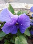 木槿花