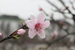 雨中桃花