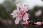 桃花高清