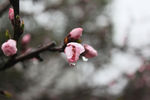 桃花蕊