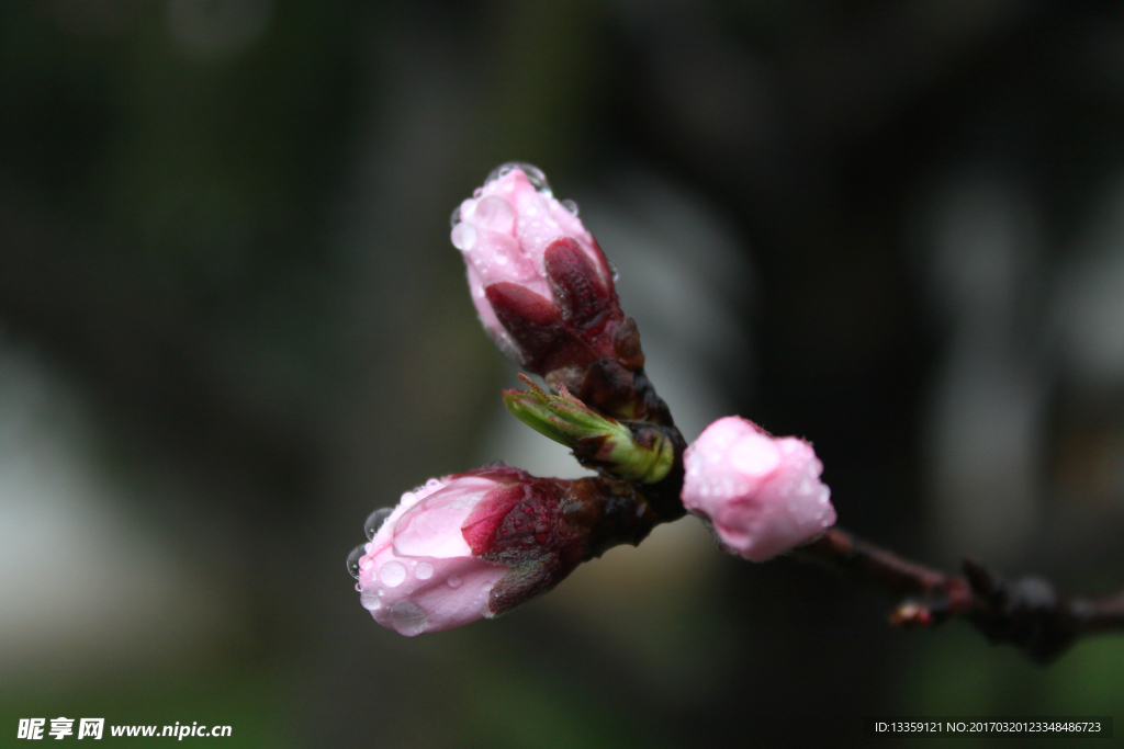 桃花蕊