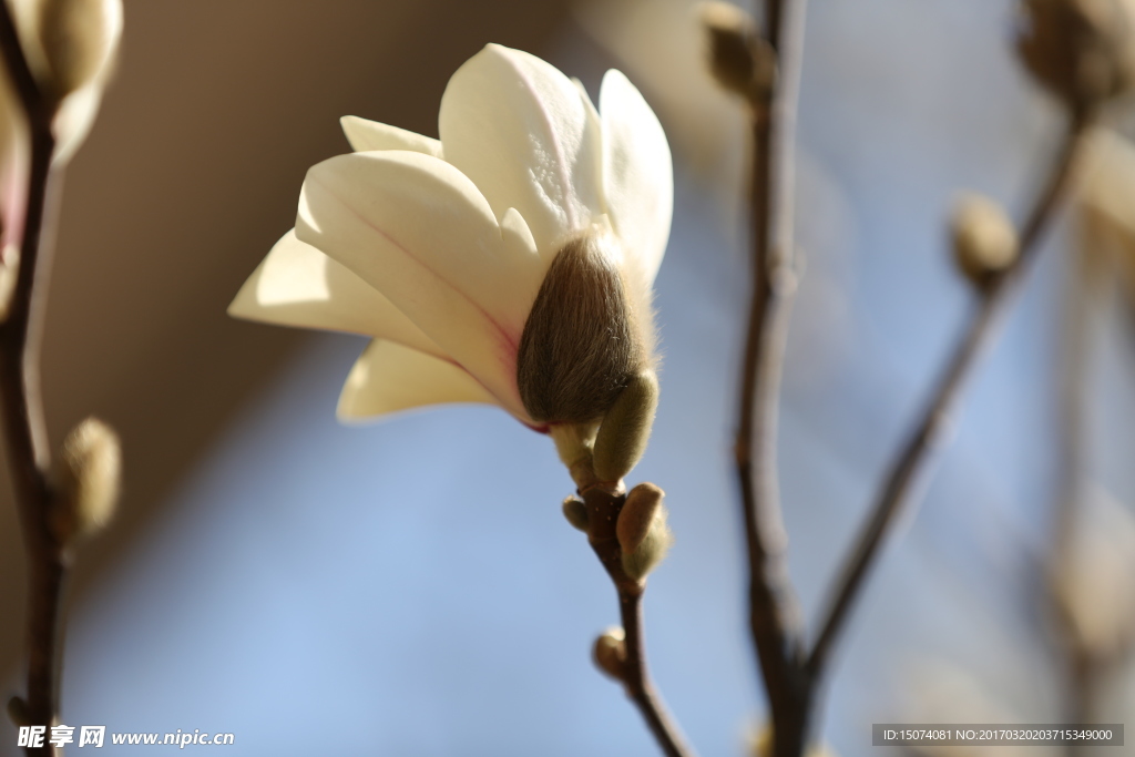 玉兰花