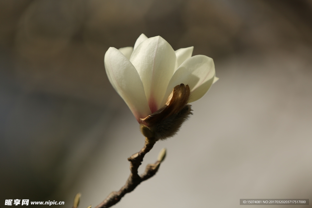 玉兰花