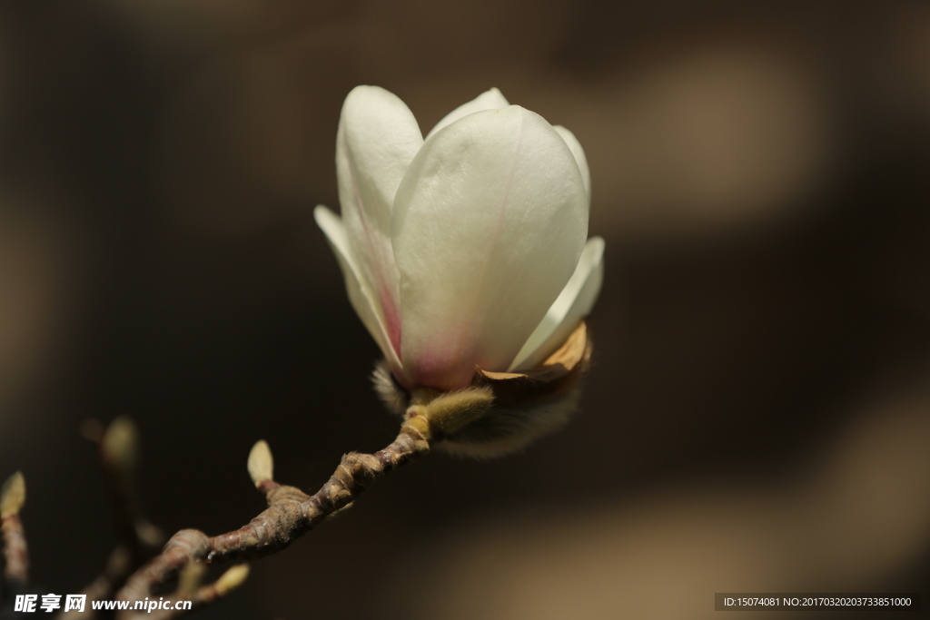 玉兰花
