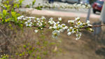 春天 花朵 花枝