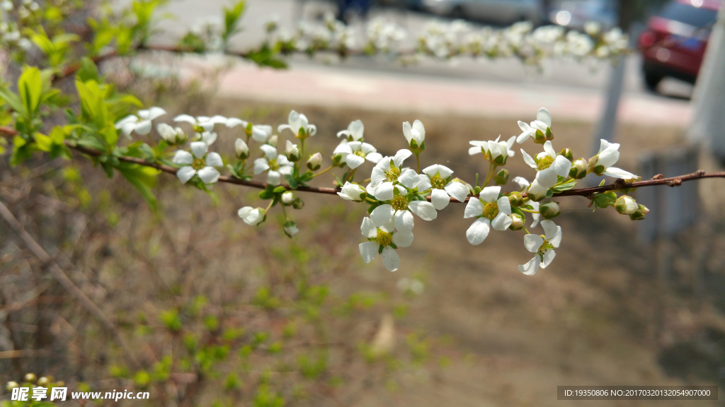 春天 花朵 花枝
