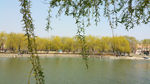 春天 柳树 湖水