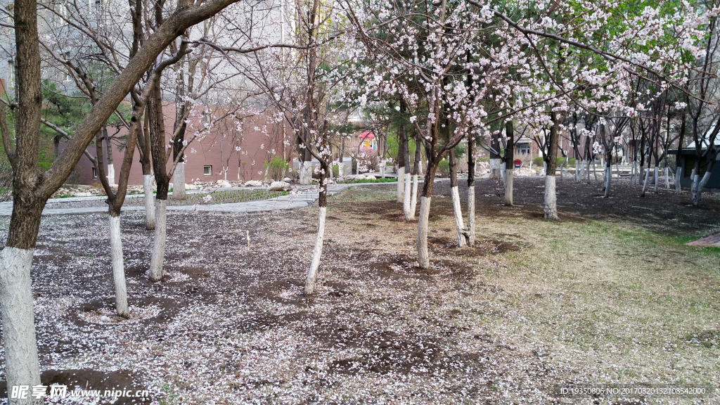 春天 桃花 落花