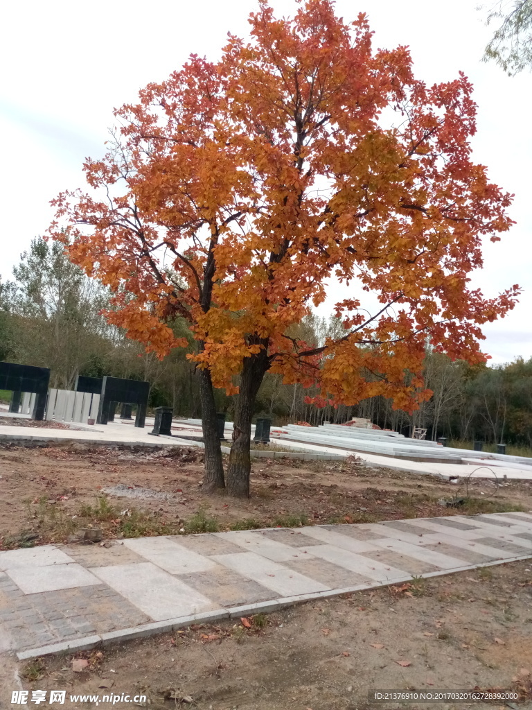 秋树