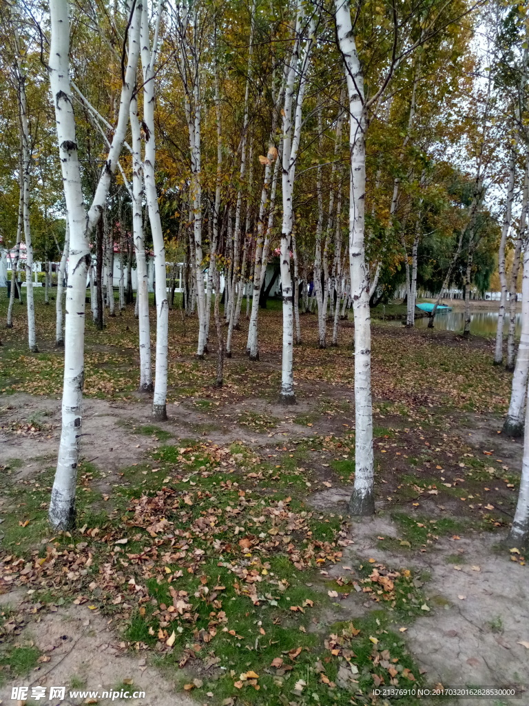 桦林