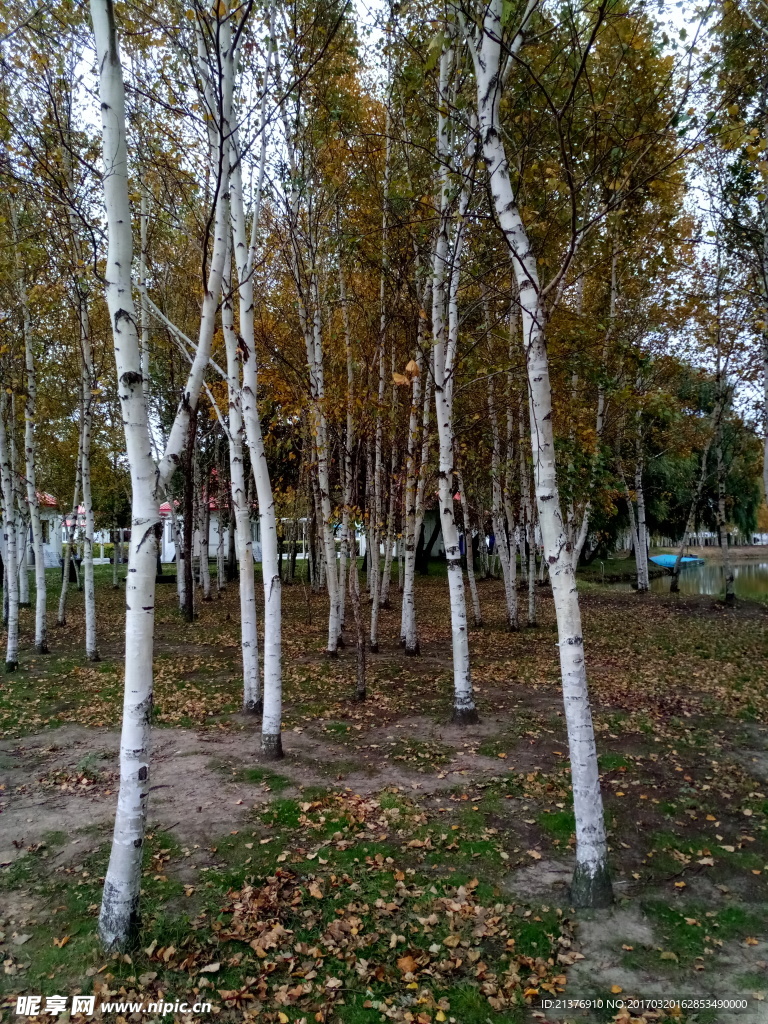 白桦林