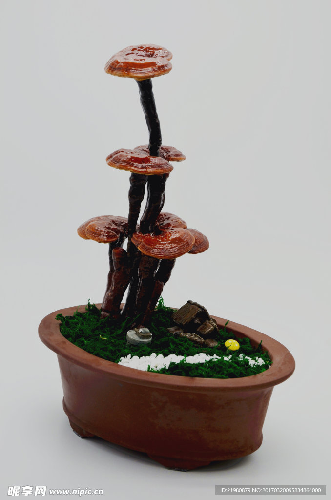 灵芝盆景
