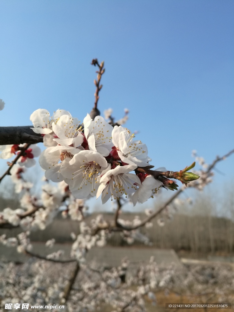 春日杏花