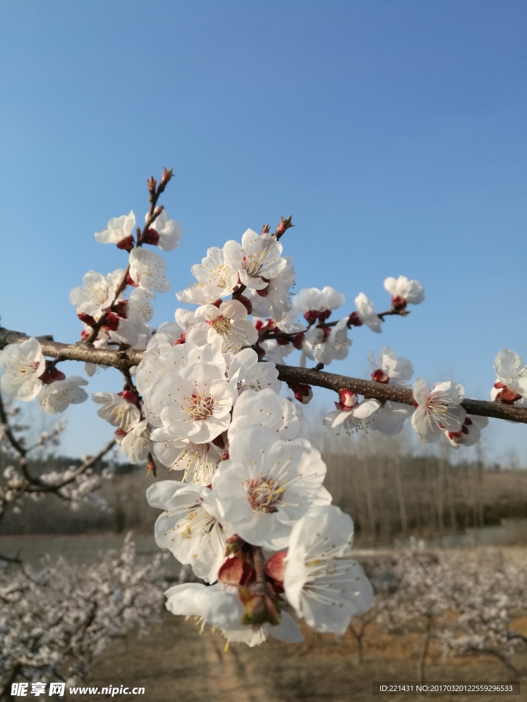 春日杏花