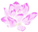 淡彩水彩荷花