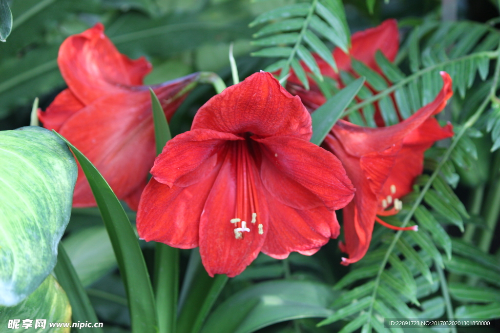 百合花