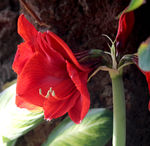 百合花