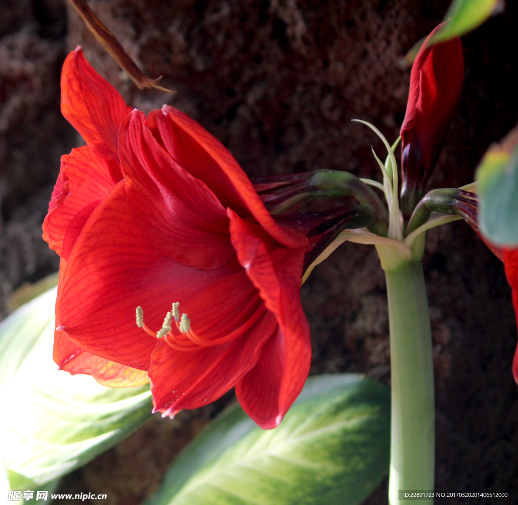 百合花