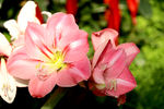 百合花