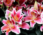 百合花
