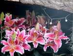百合花